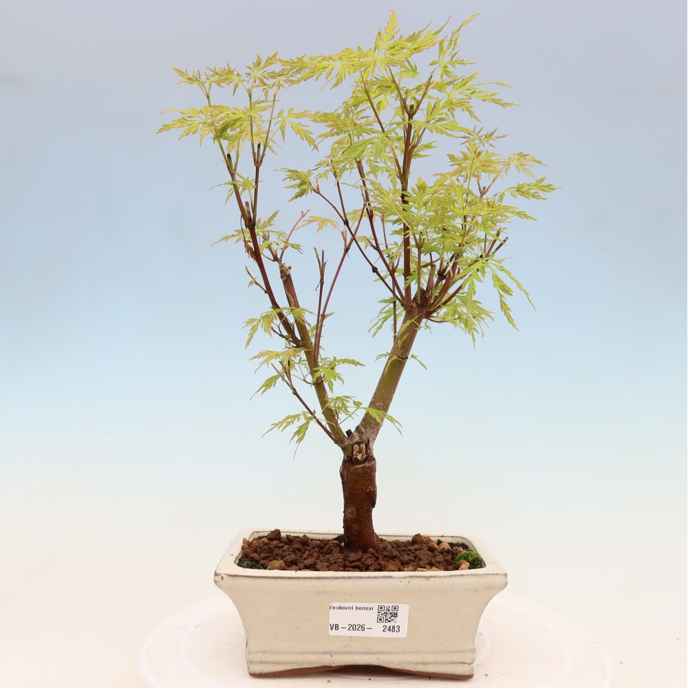 Bonsai voor buiten - Acer palmatum Dissectum