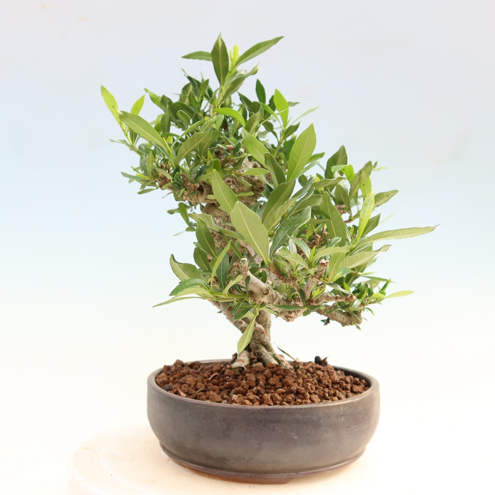 Kamerbonsai - Gardenia jasminoides-Gardenia
