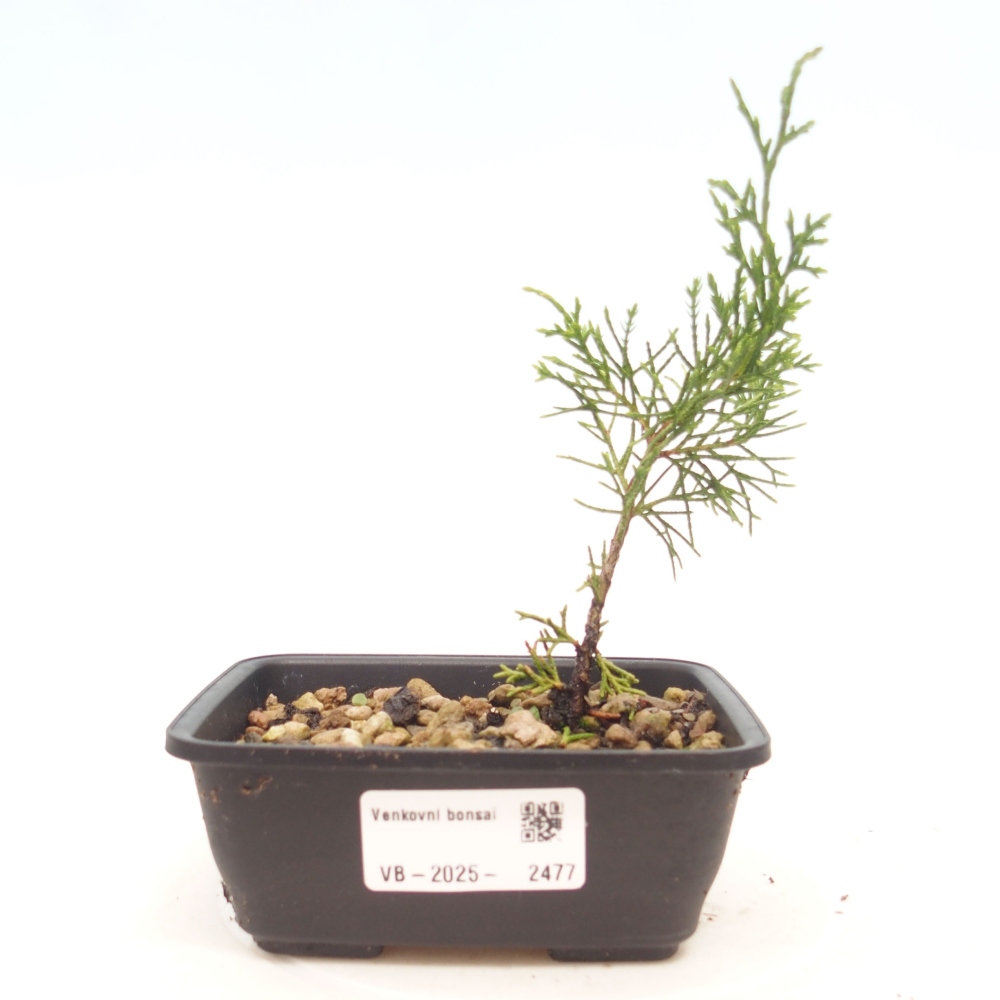 Bonsai voor buiten - Juniperus chinensis Itoigawa