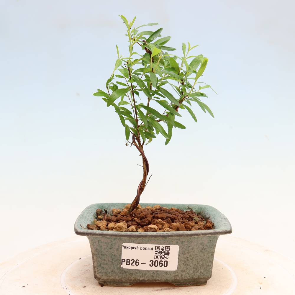 Kamerbonsai-PUNICA granatum nana-Granaatappel