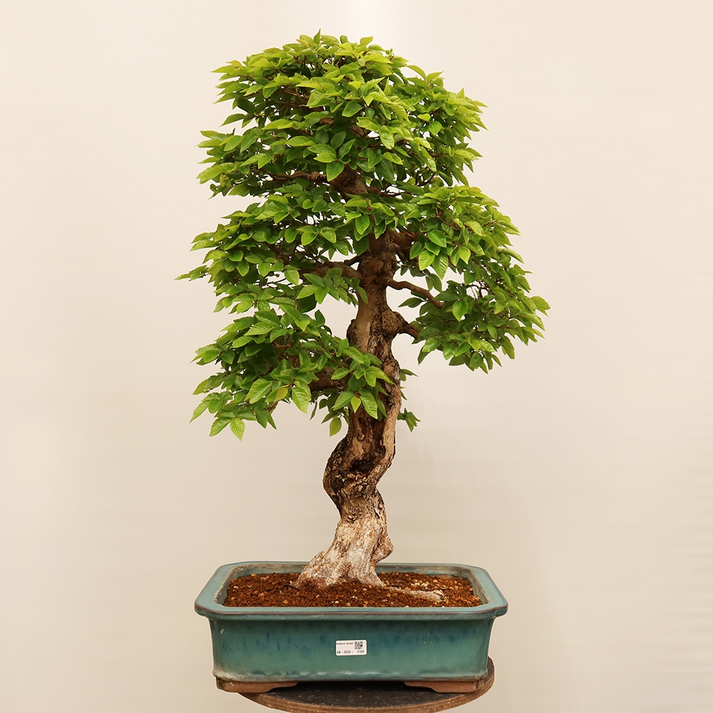 Bonsai voor buiten -Carpinus Coreana - Koreaanse haagbeuk