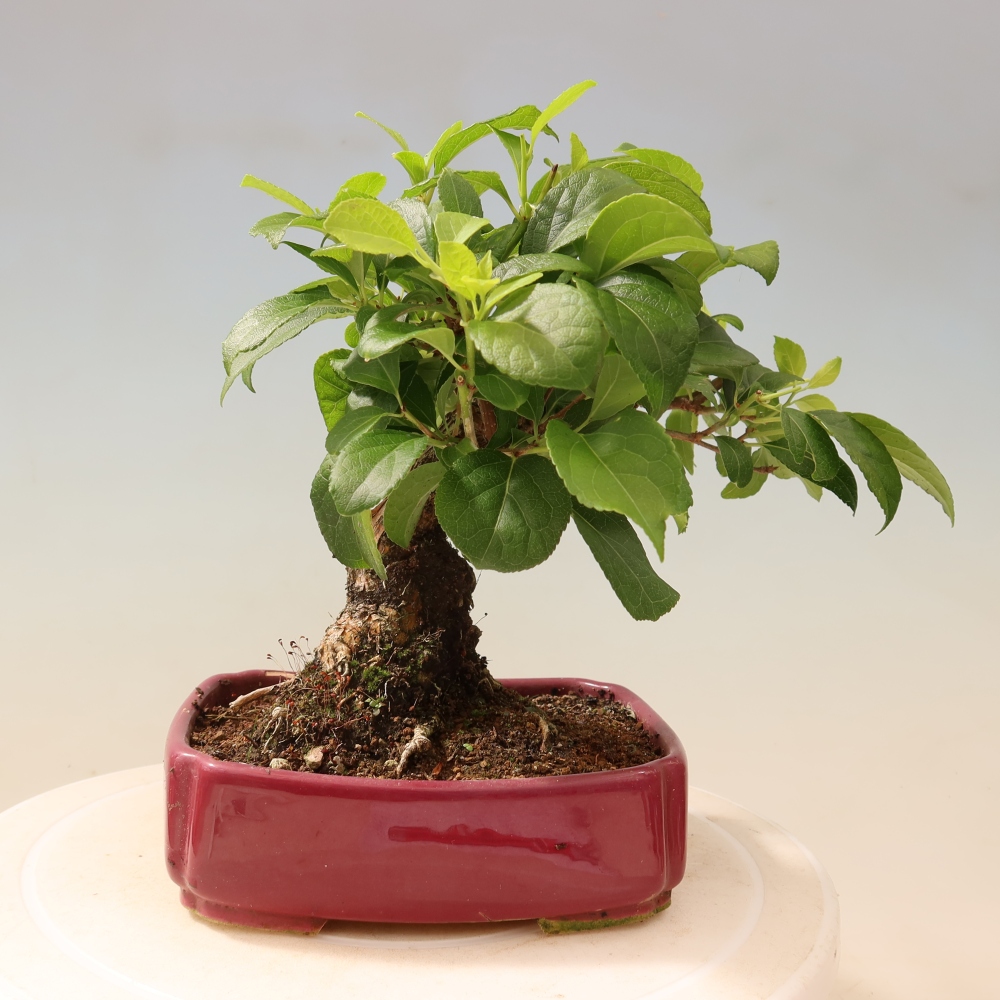 Bonsai voor buiten - Celastrus orbiculatus