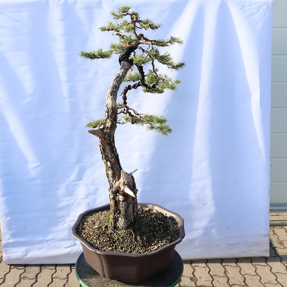 Pinus sylvestris Spanje - grove den