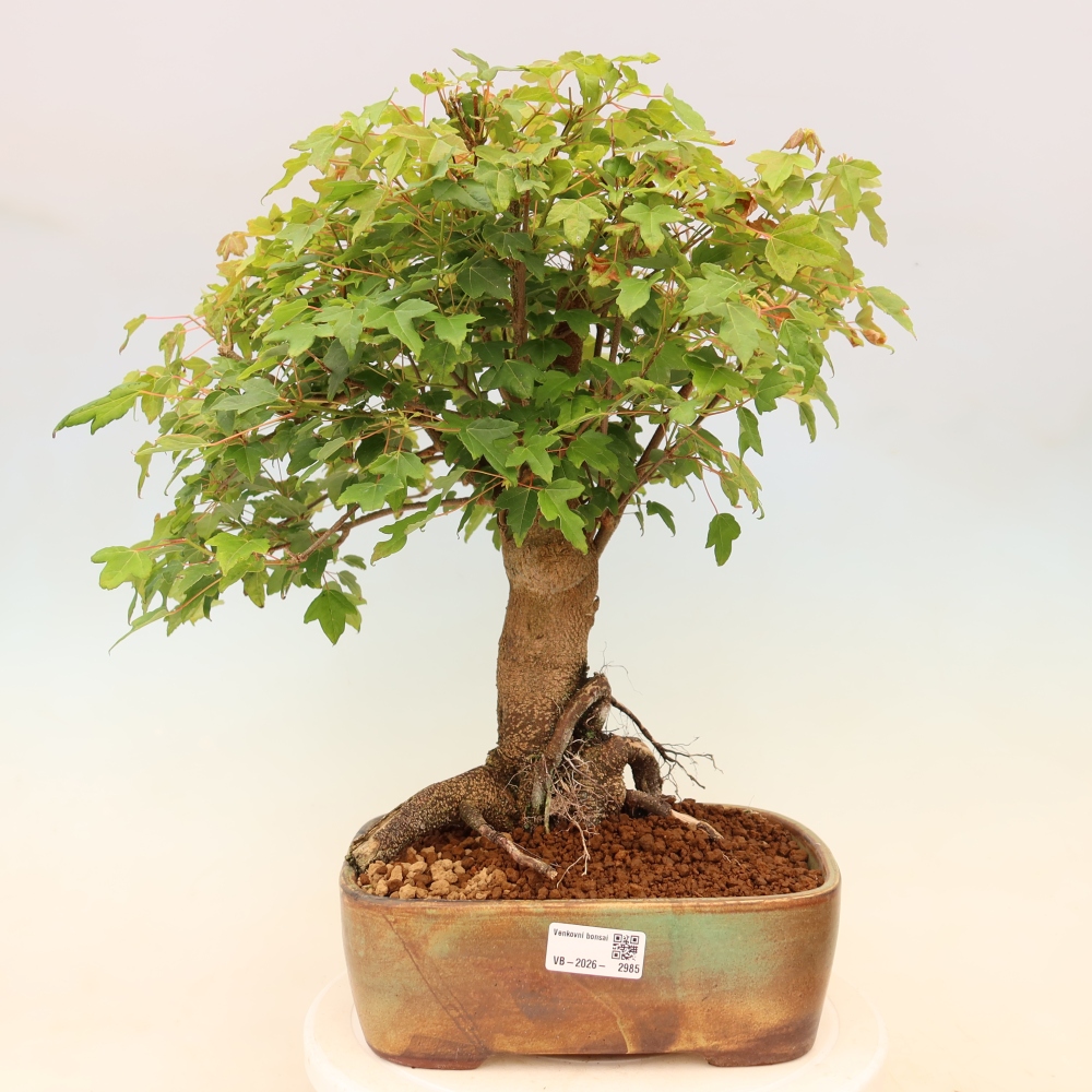 Bonsai voor buiten - Esdoorn Burger - Acer Burgerianum