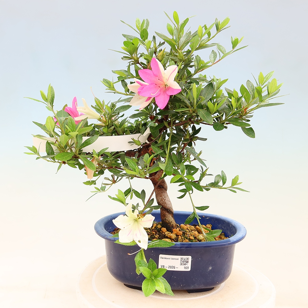 Bonsai voor buiten - Japanse Azalea - Azalea Hand