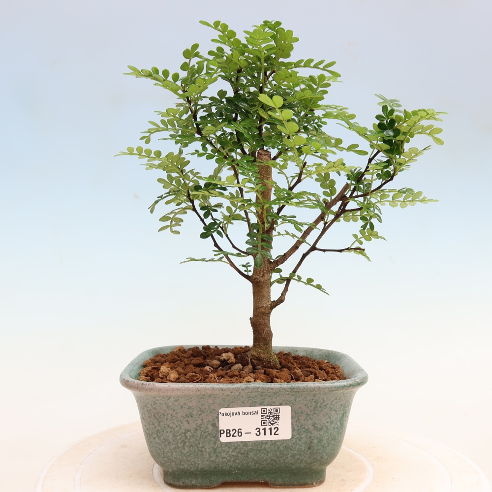 Kamerbonsai - Zantoxylum piperitum - peperboom