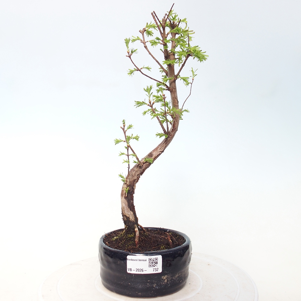 Bonsai voor buiten - Metasequoia glyptostroboides - Chinese Metasequoia