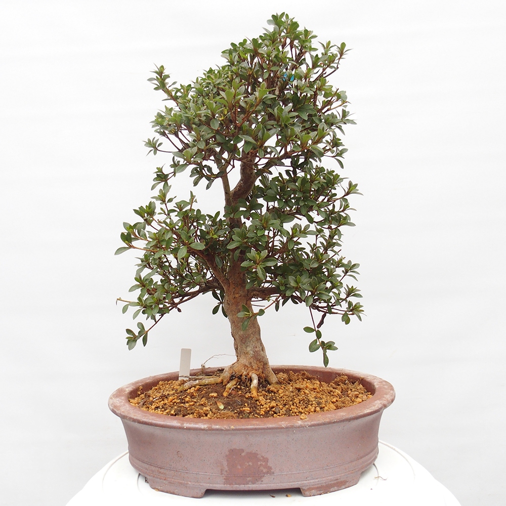 Bonsai voor buiten - Japanse Azalea - Azalea Hanatsuzuri