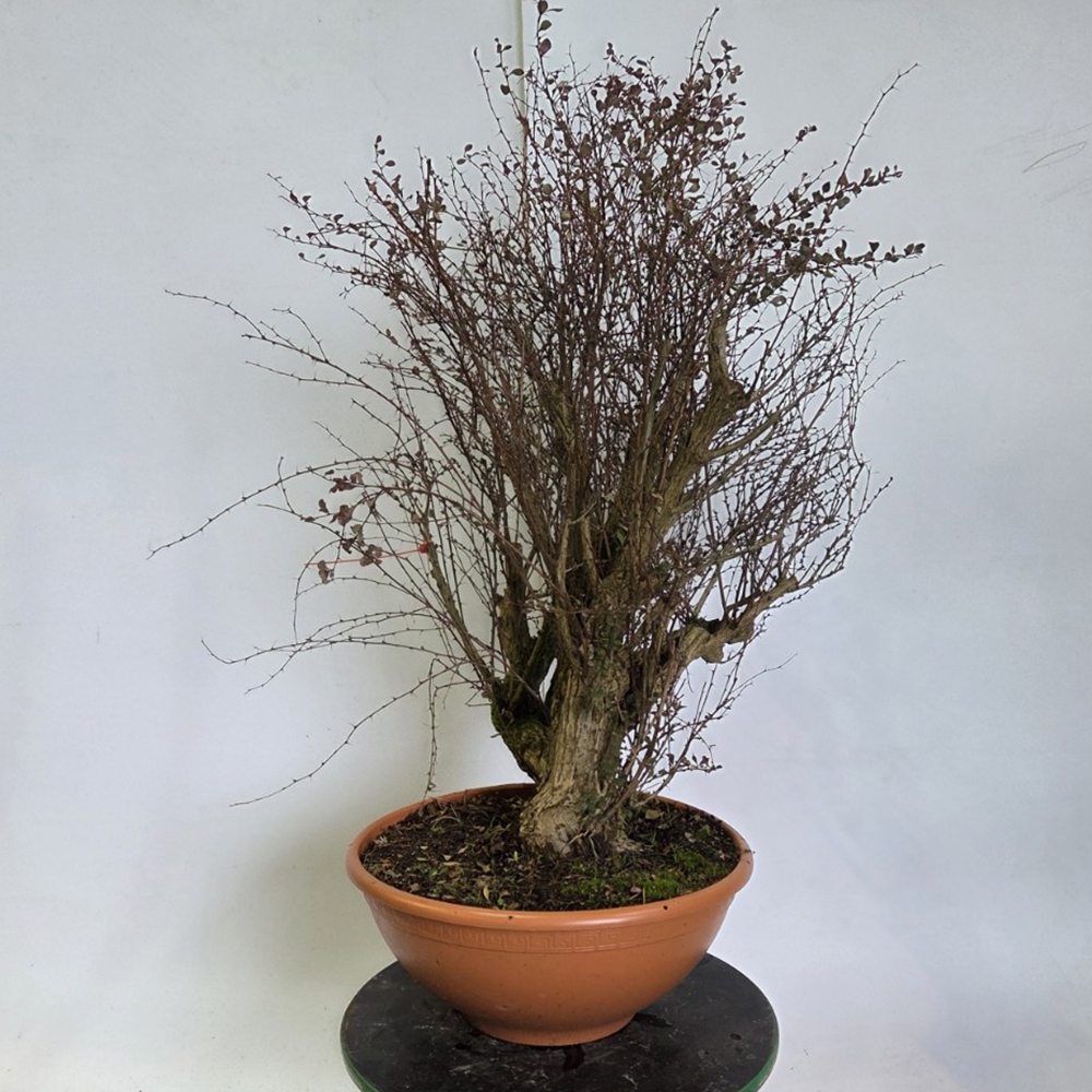Bonsai voor buiten - Barberry - Berberis thunbergii atropurpurea