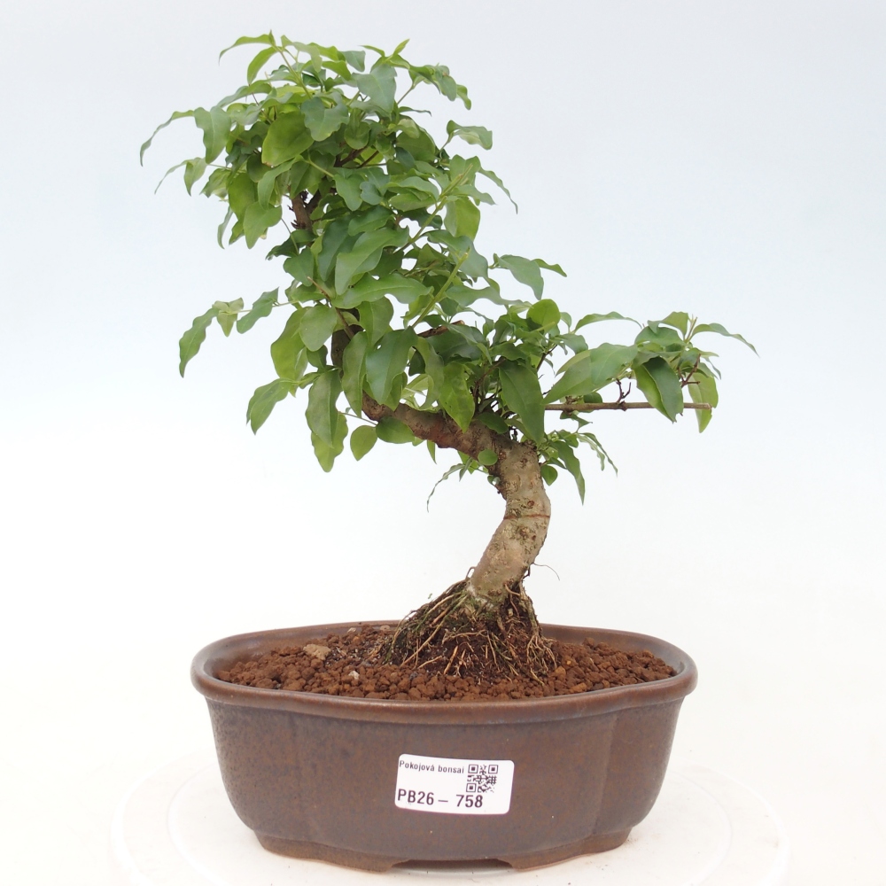 Kamerbonsai -Ligustrum chinensis - Vogelsnavel