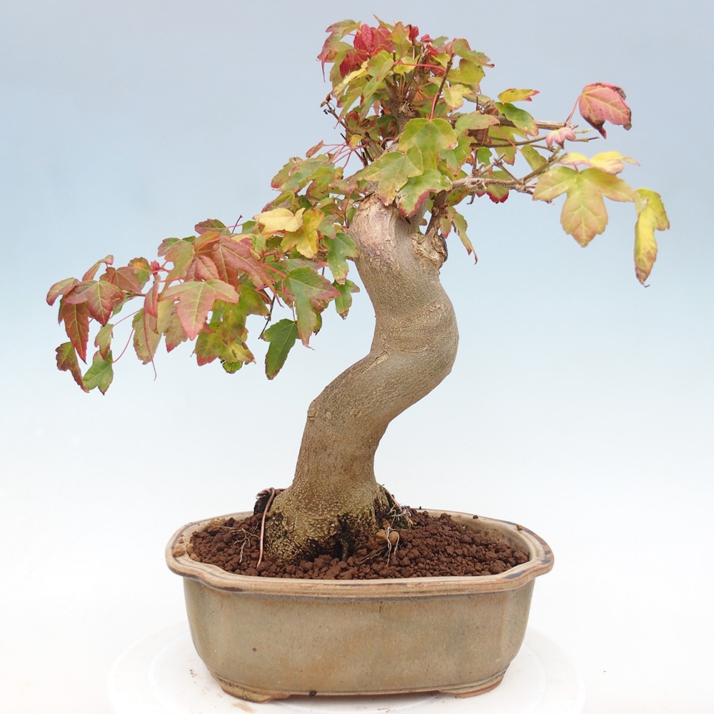 Bonsai voor buiten - Acer Buergerianum - Burgeresdoorn