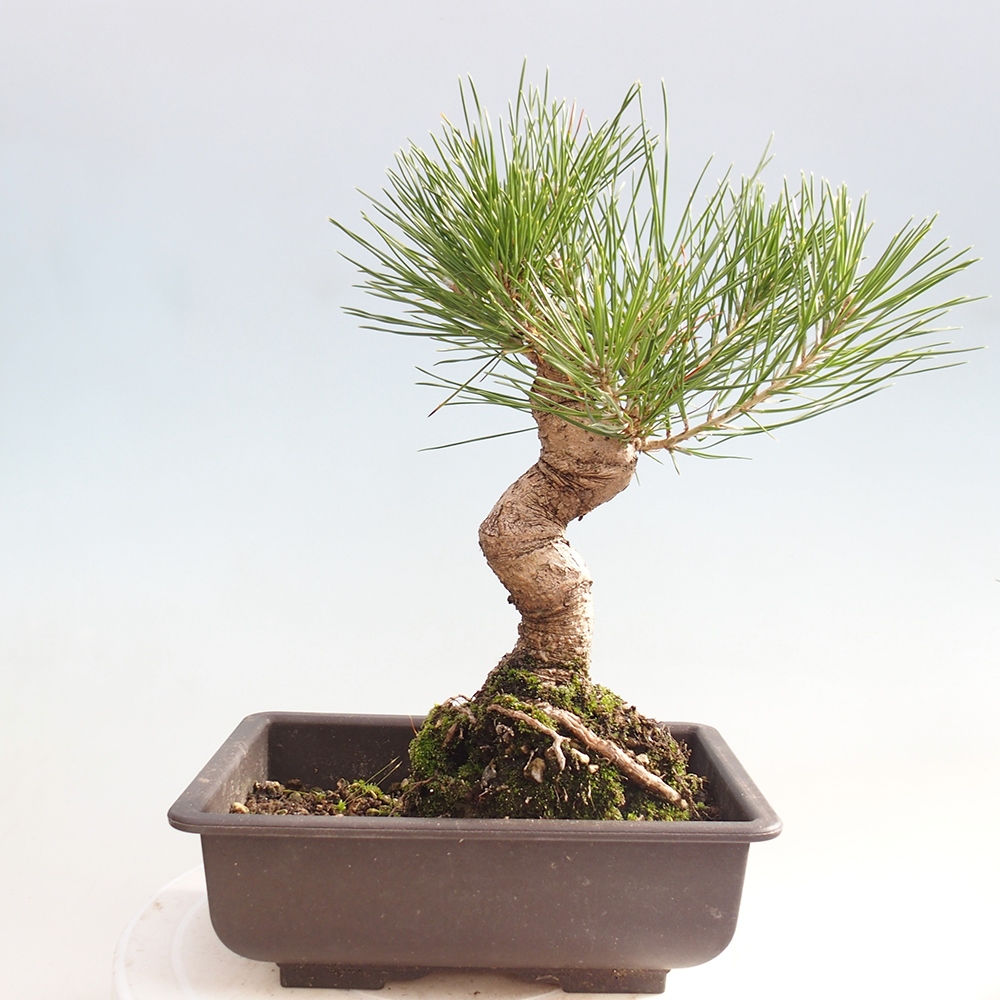 Bonsai voor buiten - Pinus thunbergii - Thunberg den