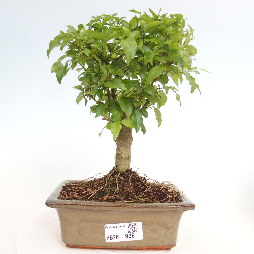 Kamerbonsai -Ligustrum chinensis - Vogelsnavel