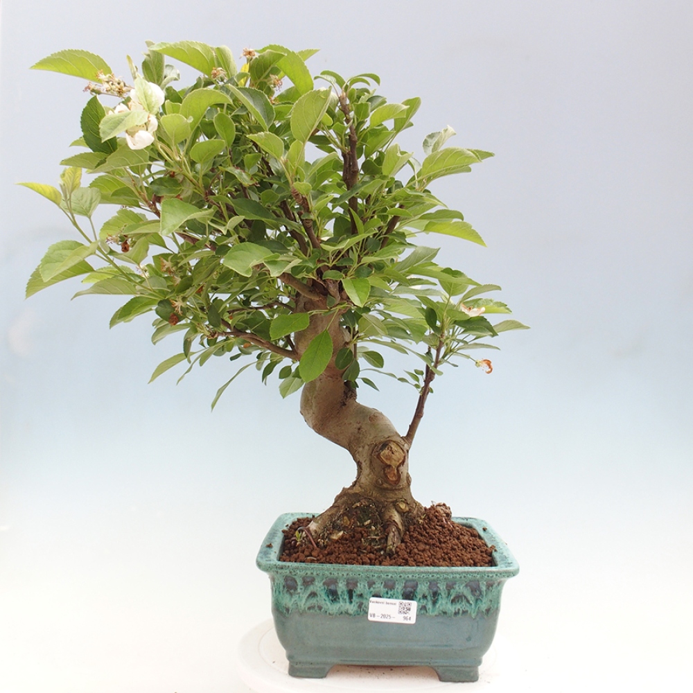 Bonsai voor buiten -Malus halliana - Appelboom met kleine vruchten