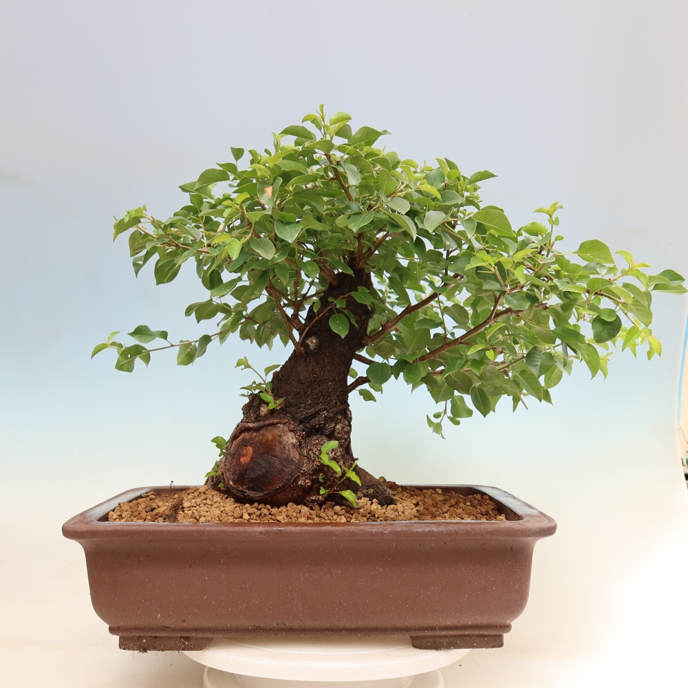 Bonsai voor buiten - Mahalebka - Prunus mahaleb