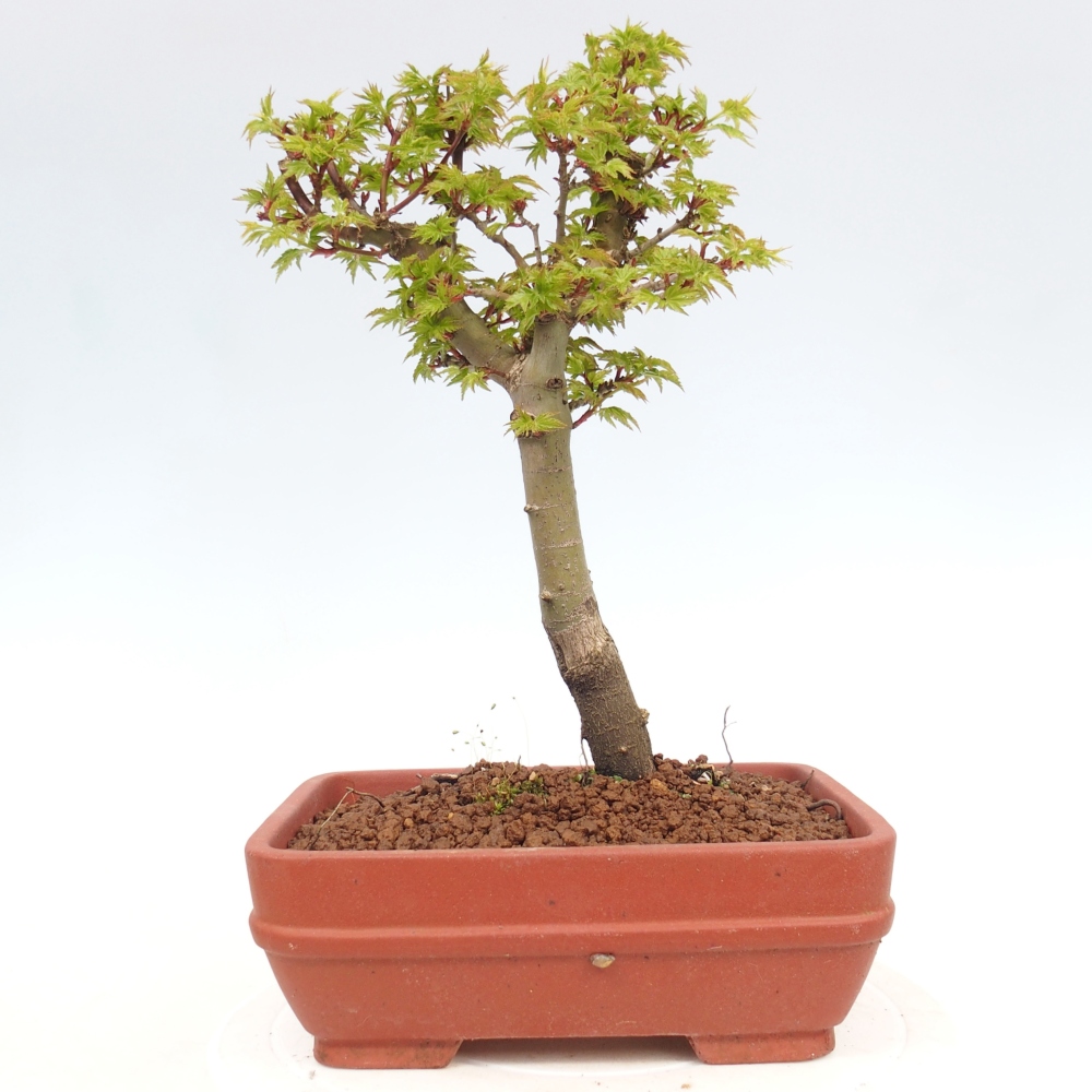 Bonsai voor buiten -Javor palm Acer palmatum Shishigashira