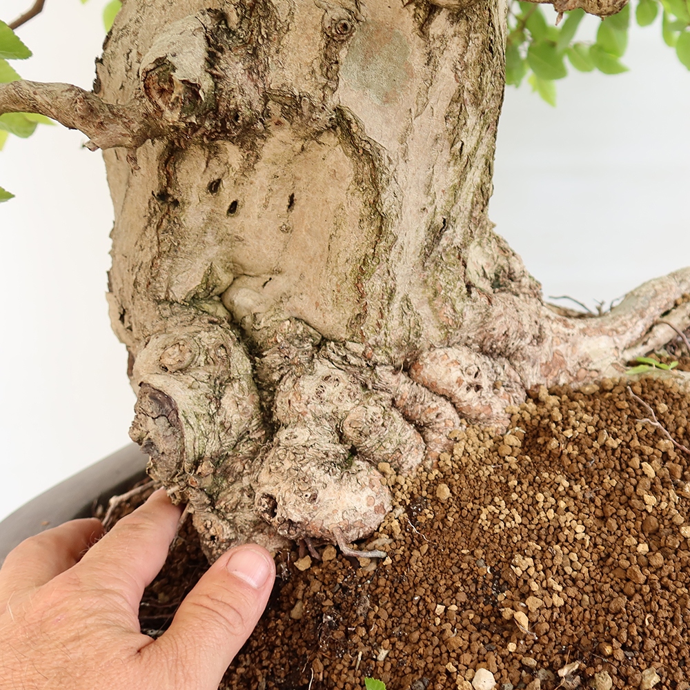 Bonsai voor buiten -Carpinus Coreana - Koreaanse haagbeuk