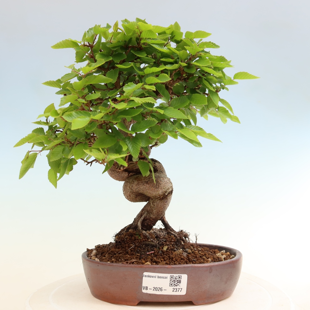 Bonsai voor buiten -Carpinus Coreana - Koreaanse haagbeuk
