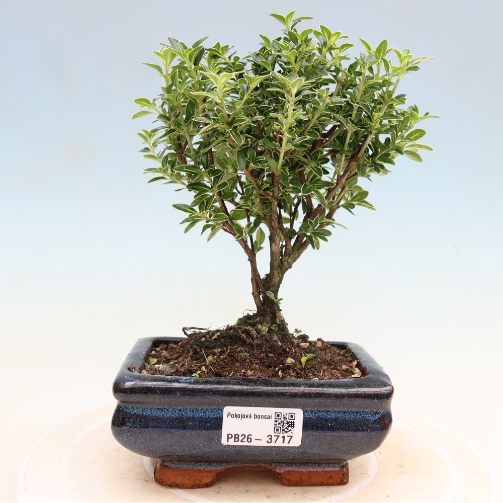 Kamerbonsai - Serissa foetida Variegata - Boom van duizend sterren
