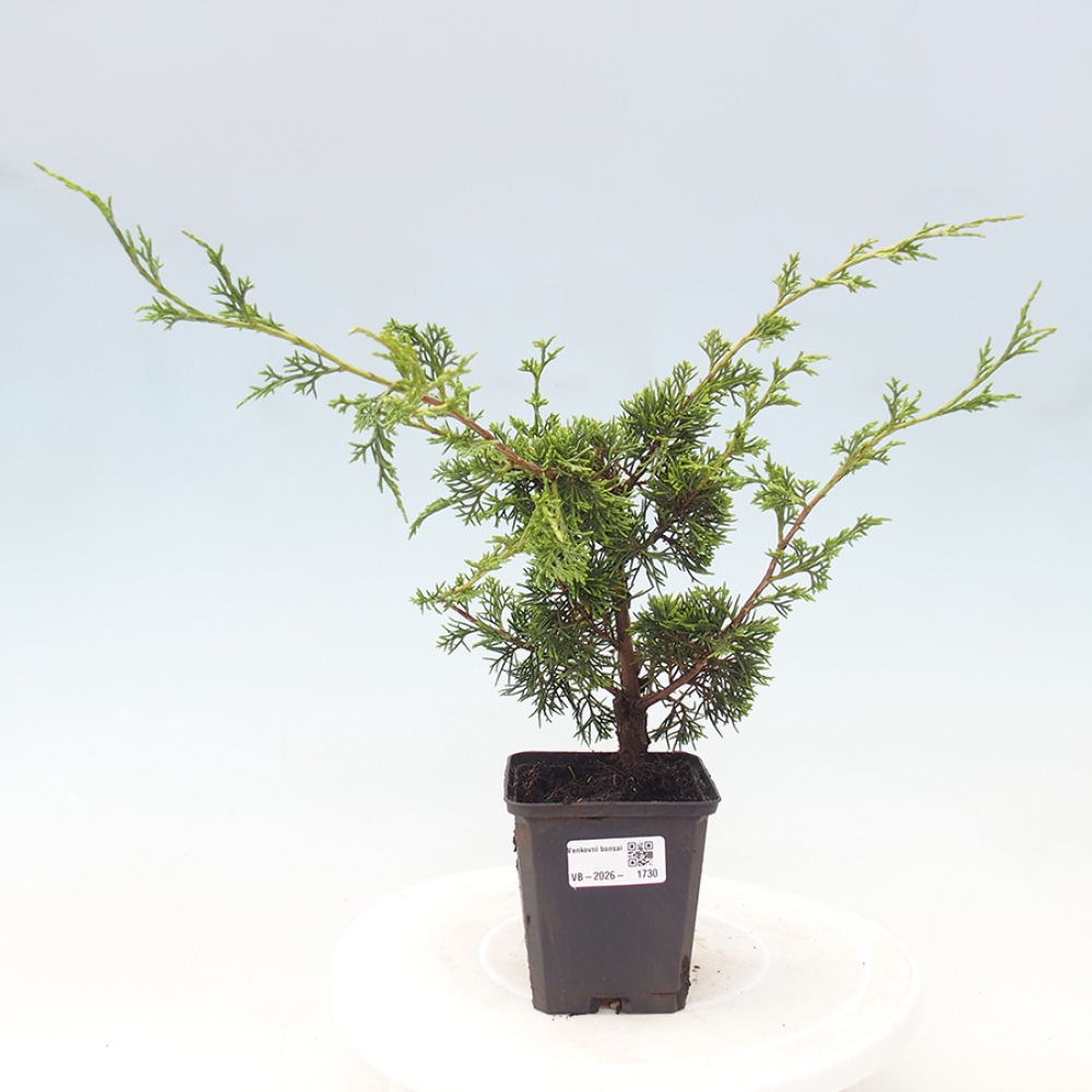 Bonsai voor buiten - Juniperus chinensis Itoigawa