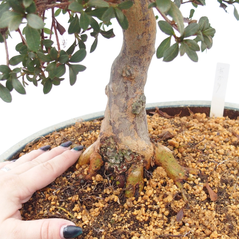 Bonsai voor buiten - Japanse Azalea - Azalea Akari