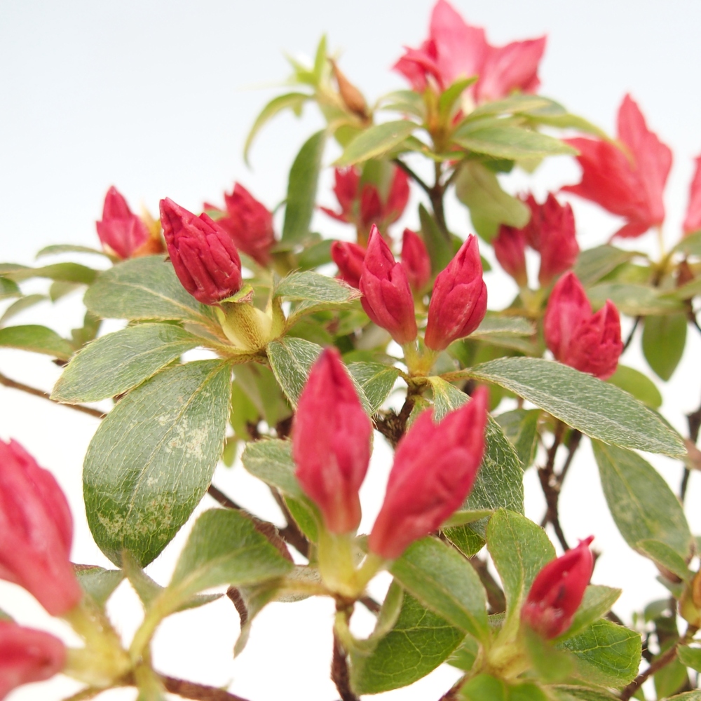Bonsai voor buiten - Japanse azalea - Azalea sp.
