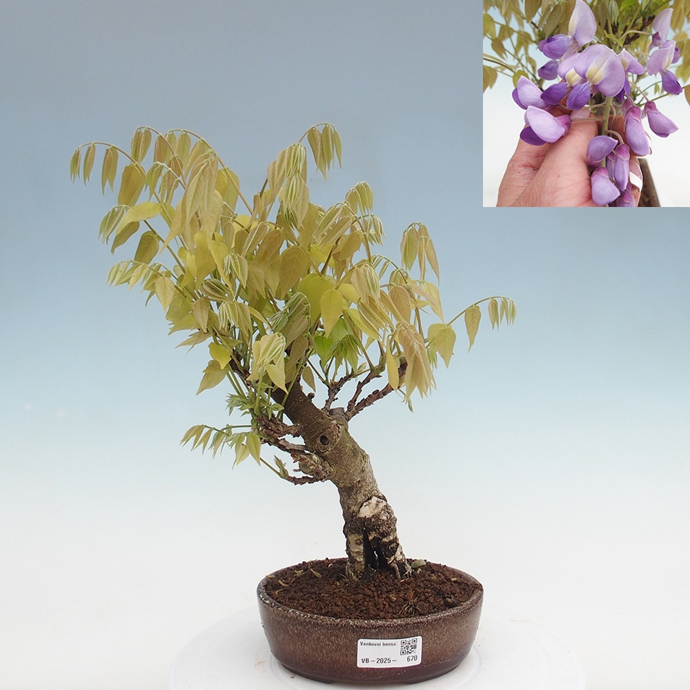 Bonsai voor buiten - Wisteria floribunda