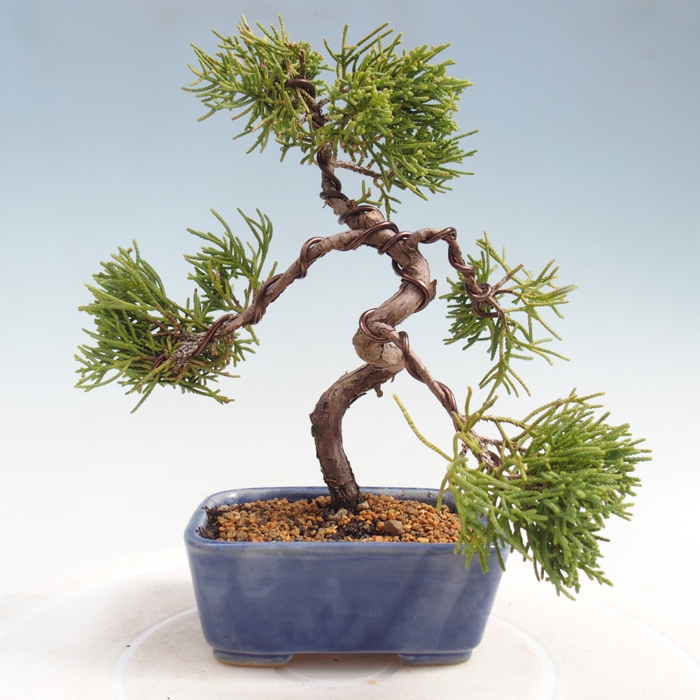 Bonsai voor buiten - Juniperus chinensis Kishu