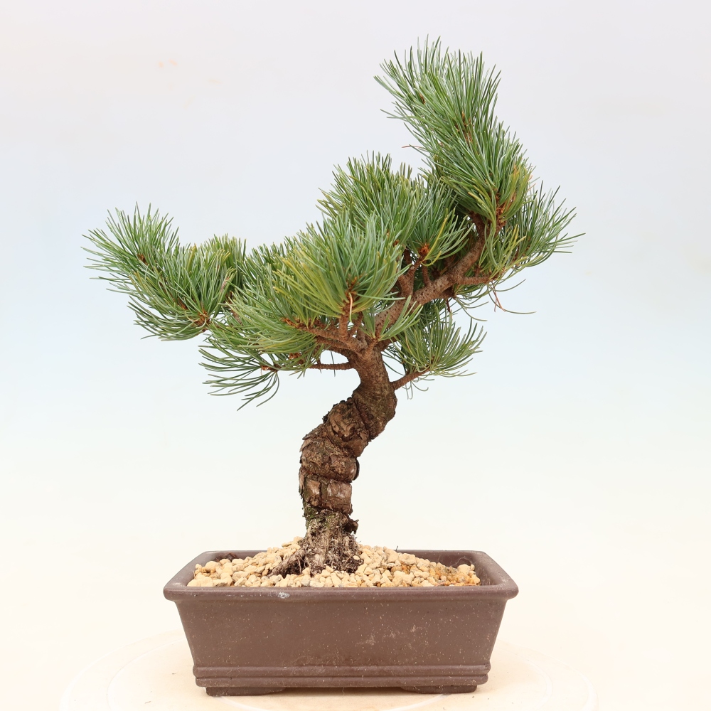 Bonsai voor buiten - Pinus parviflora - Pinus parviflora