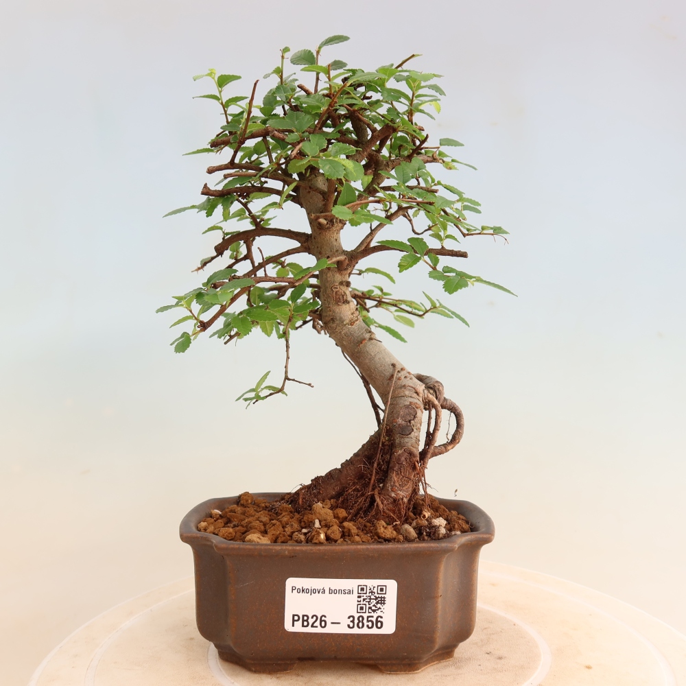 Kamerbonsai - Ulmus parvifolia - Winteriep