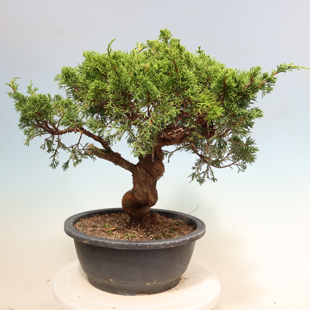 Bonsai voor buiten - Juniperus chinensis Itoigawa-Juniperus chinensis