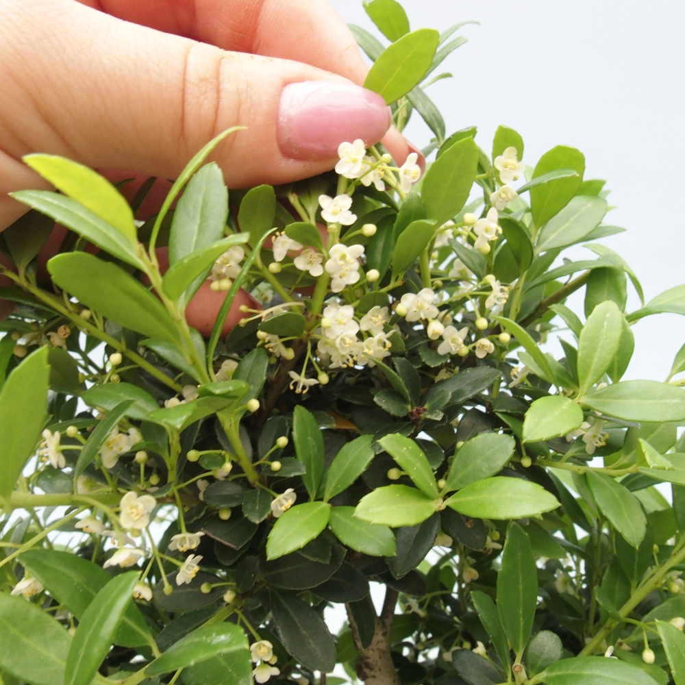 Kamerbonsai - Ilex crenata - Hulst