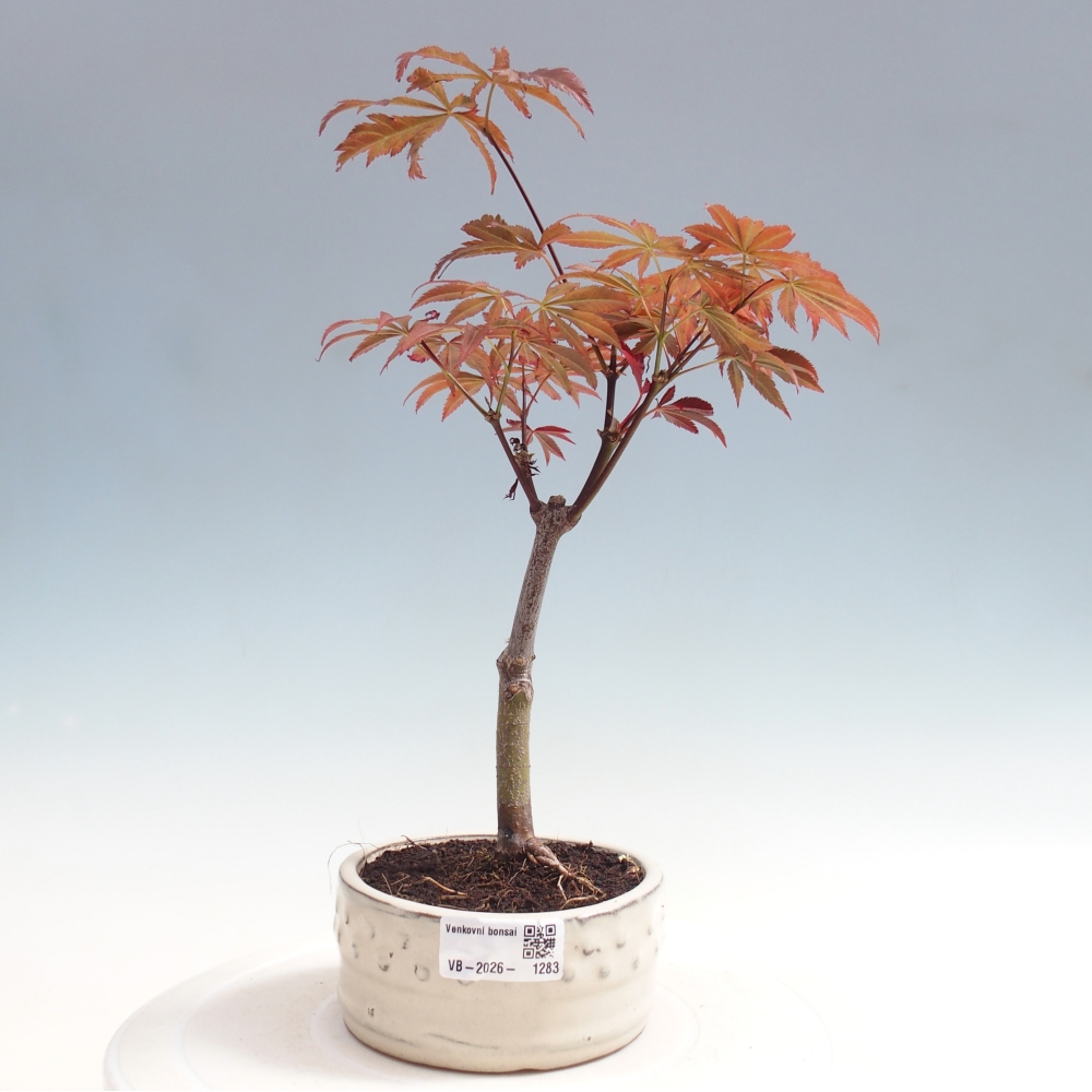 Bonsai voor buiten - Acer palm. Atropurpureum-Javorpalm