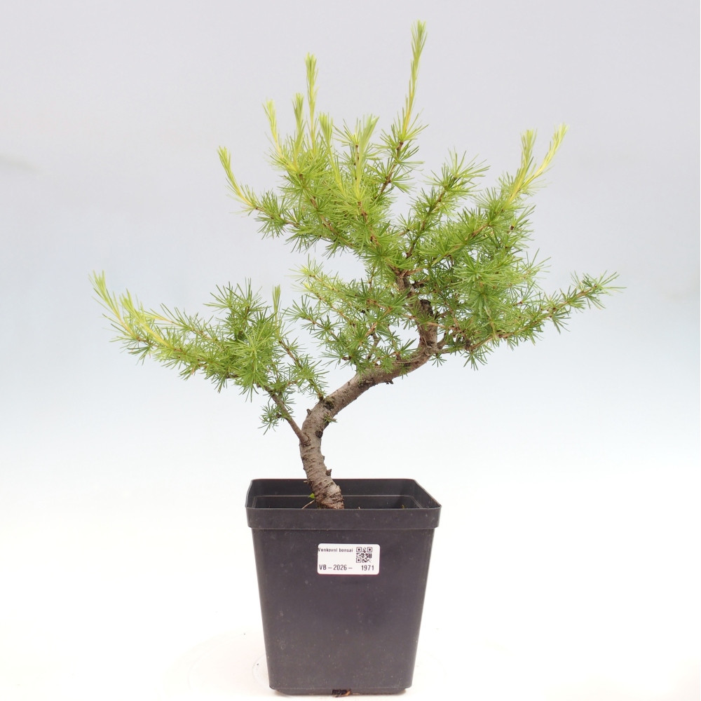 Bonsai voor buiten -Larix decidua - Lariks