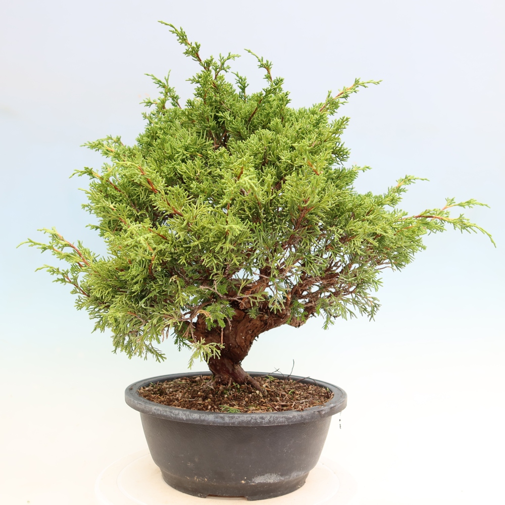 Bonsai voor buiten - Juniperus chinensis Itoigawa-Juniperus chinensis
