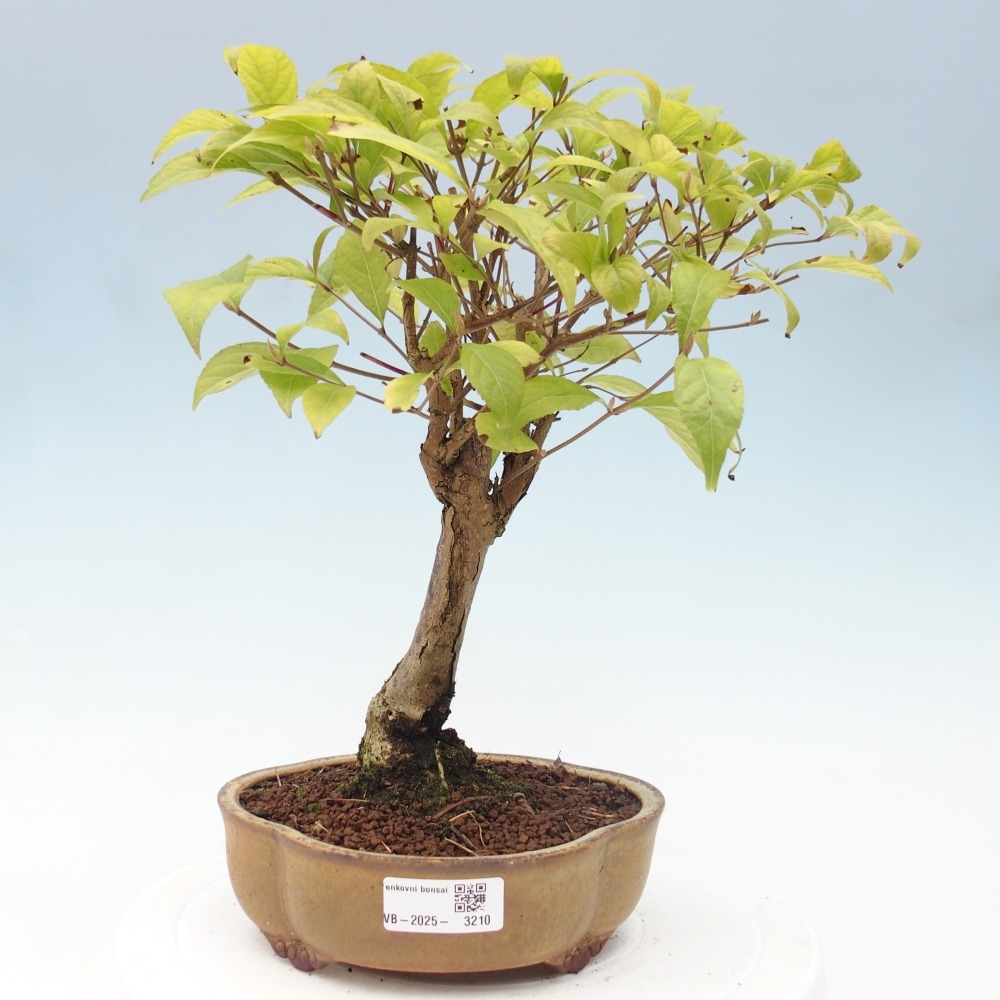 Bonsai voor buiten - Callicarpa japonica