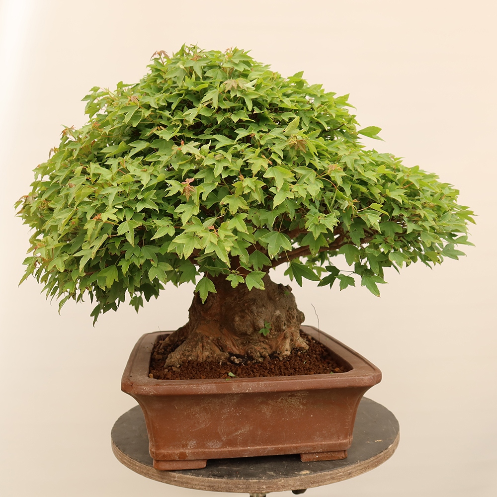 Bonsai voor buiten - Esdoorn Burger - Acer Burgerianum