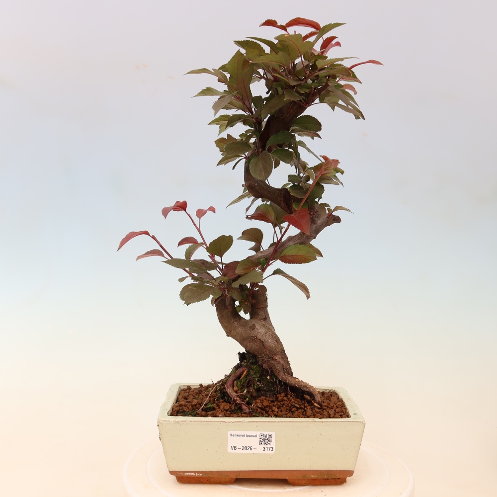 Bonsai voor buiten -Malus domestica - Roodbladige appelboom met kleine vruchten