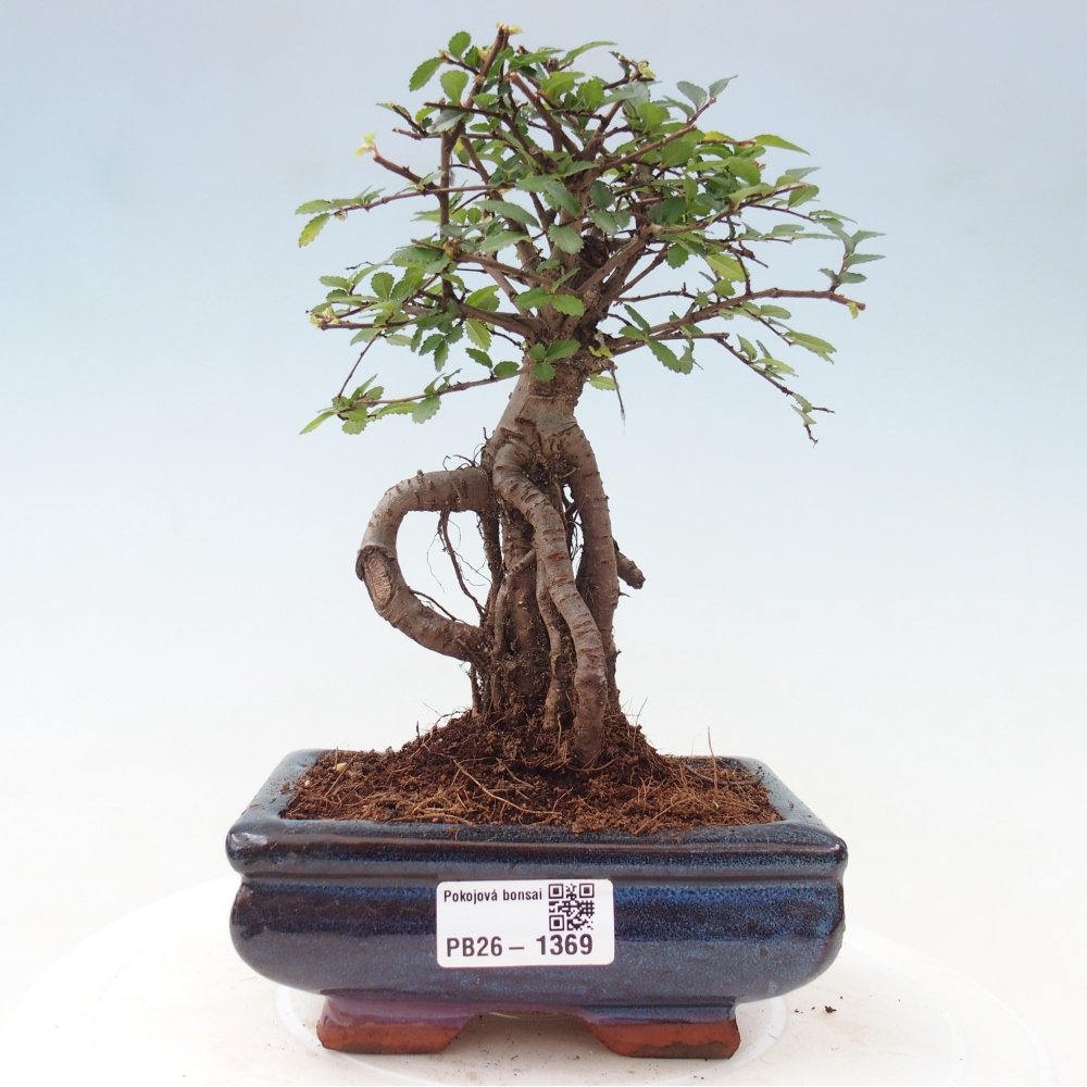 Kamerbonsai - Ulmus parvifolia - Winteriep