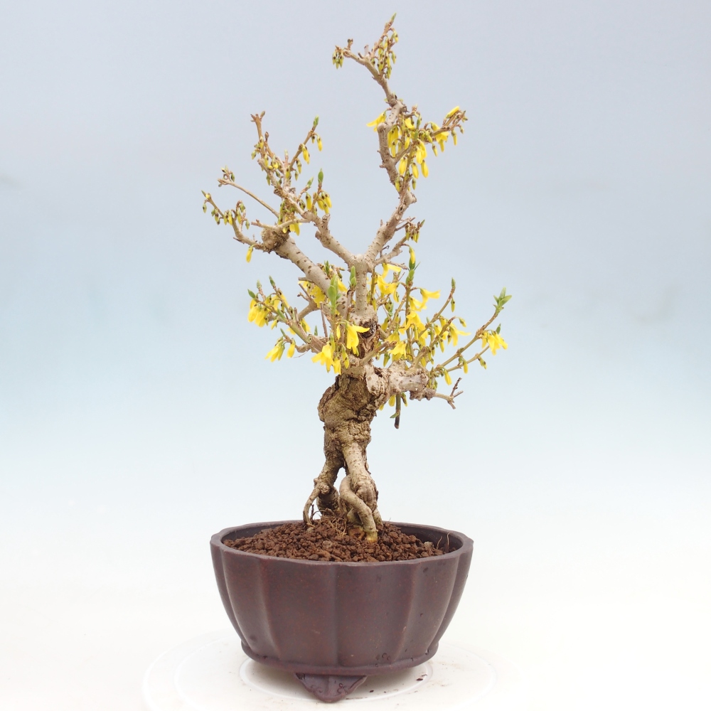 Bonsai voor buiten - Zlatice - Forsythia koreana