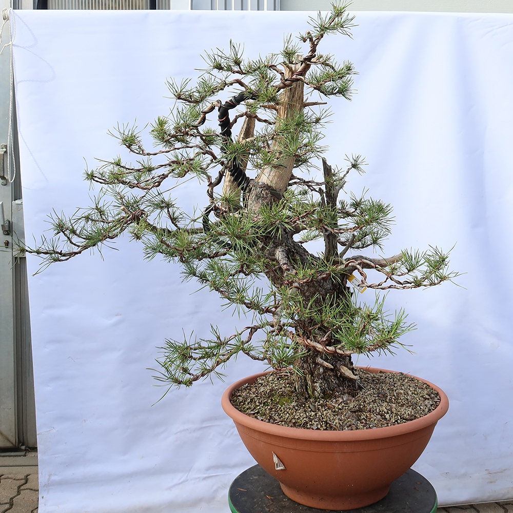 Pinus sylvestris Spanje - grove den