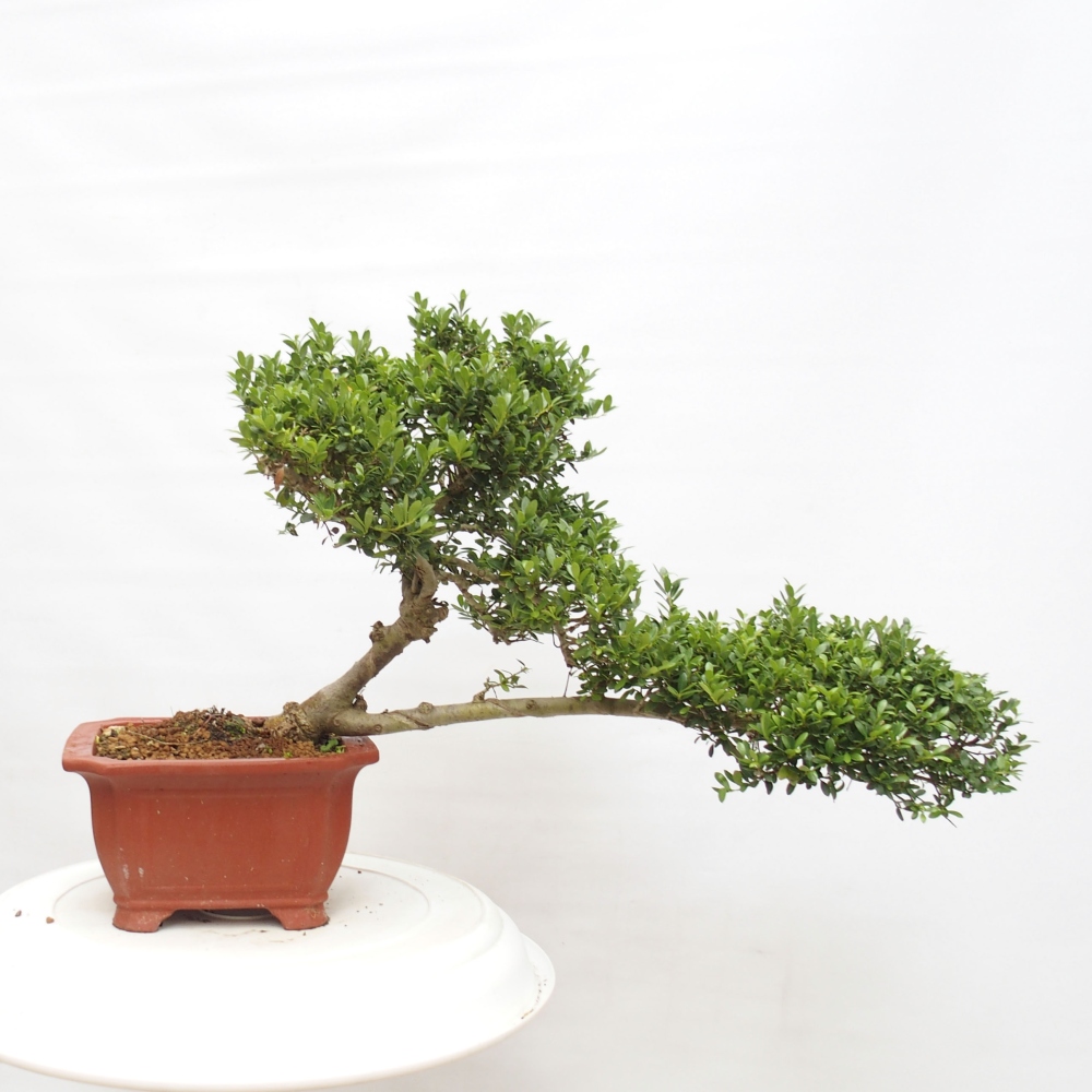 Kamerbonsai - Ilex crenata - Hulst