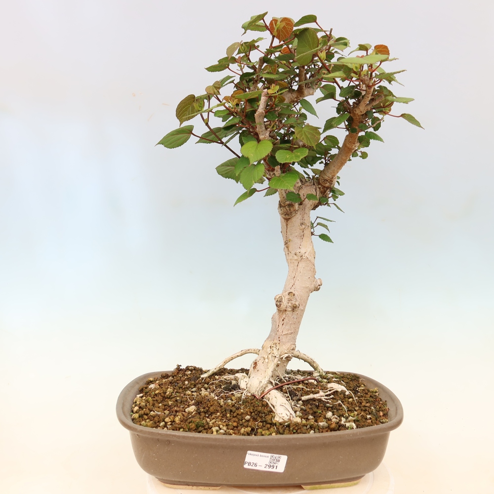 Bonsai voor binnen - Hibiscus tiliaceus - Zee Hibiscus