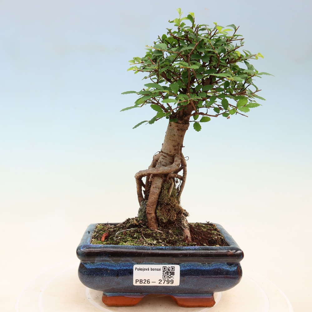 Kamerbonsai - Ulmus parvifolia - Winteriep