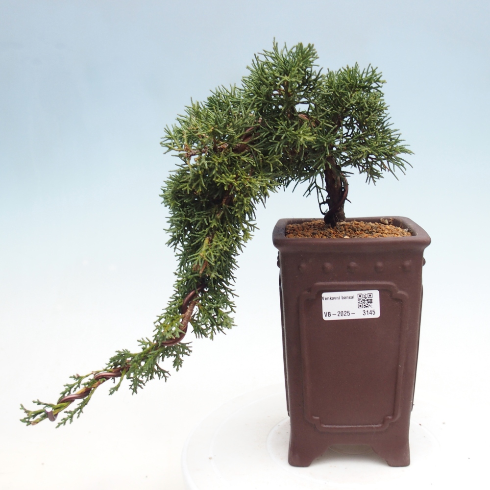 Bonsai voor buiten - Juniperus chinensis Kishu