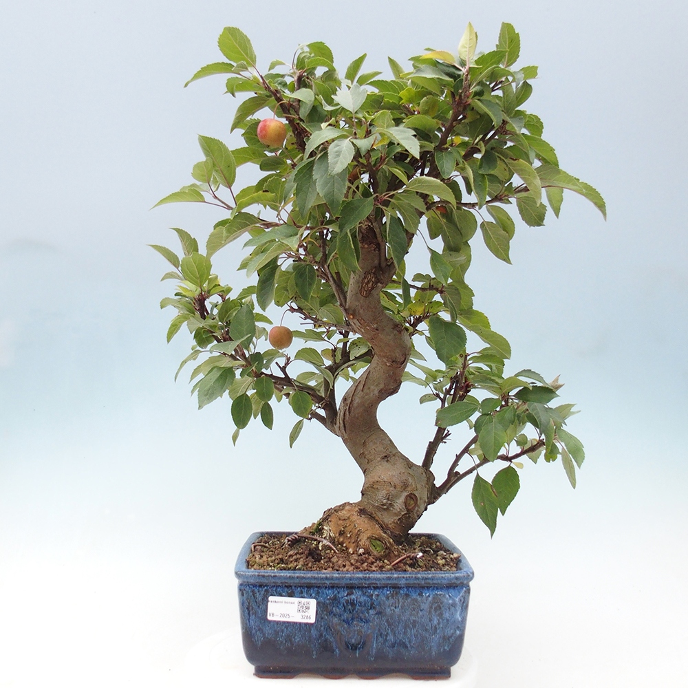 Bonsai voor buiten -Malus halliana - Appelboom met kleine vruchten