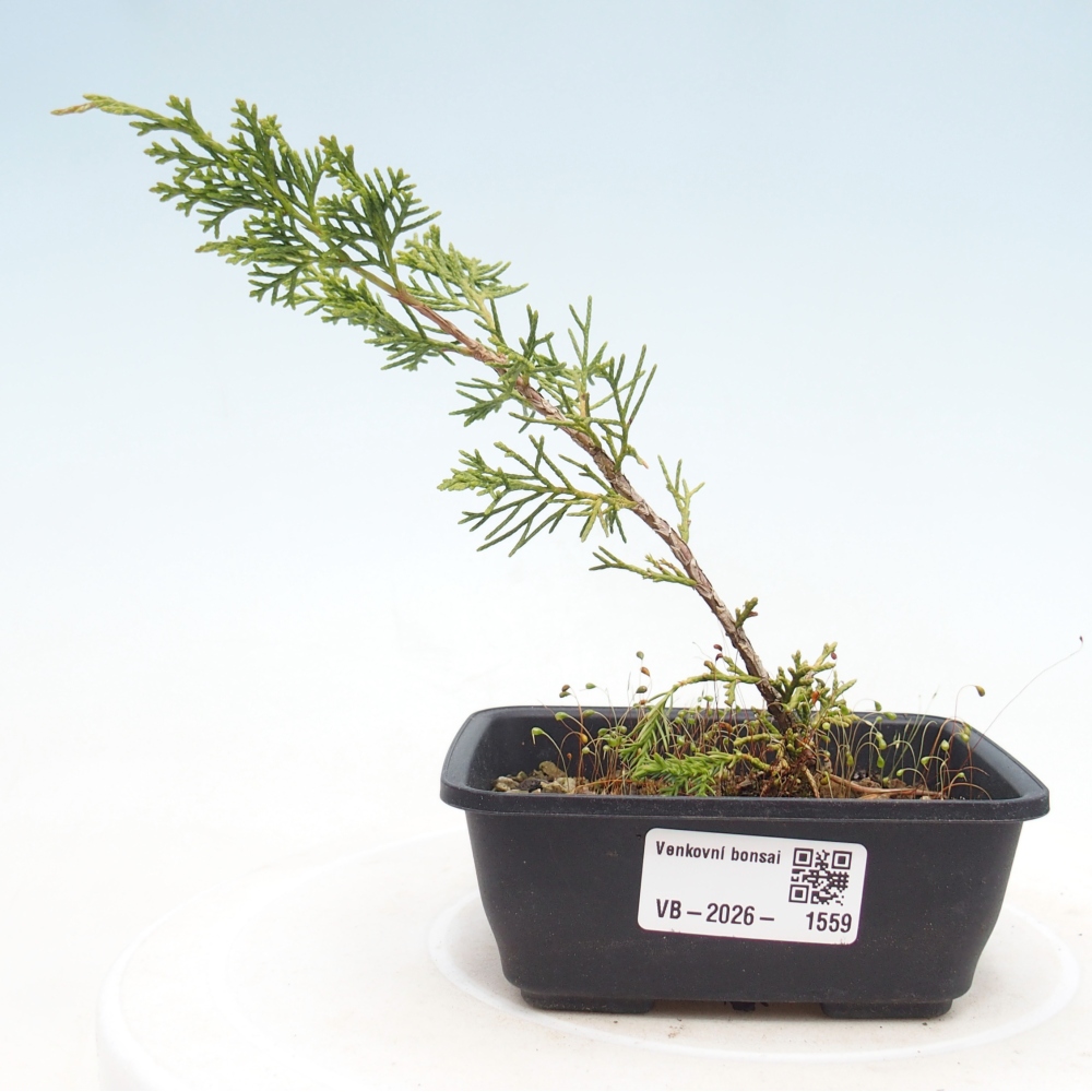 Bonsai voor buiten - Juniperus chinensis Itoigawa