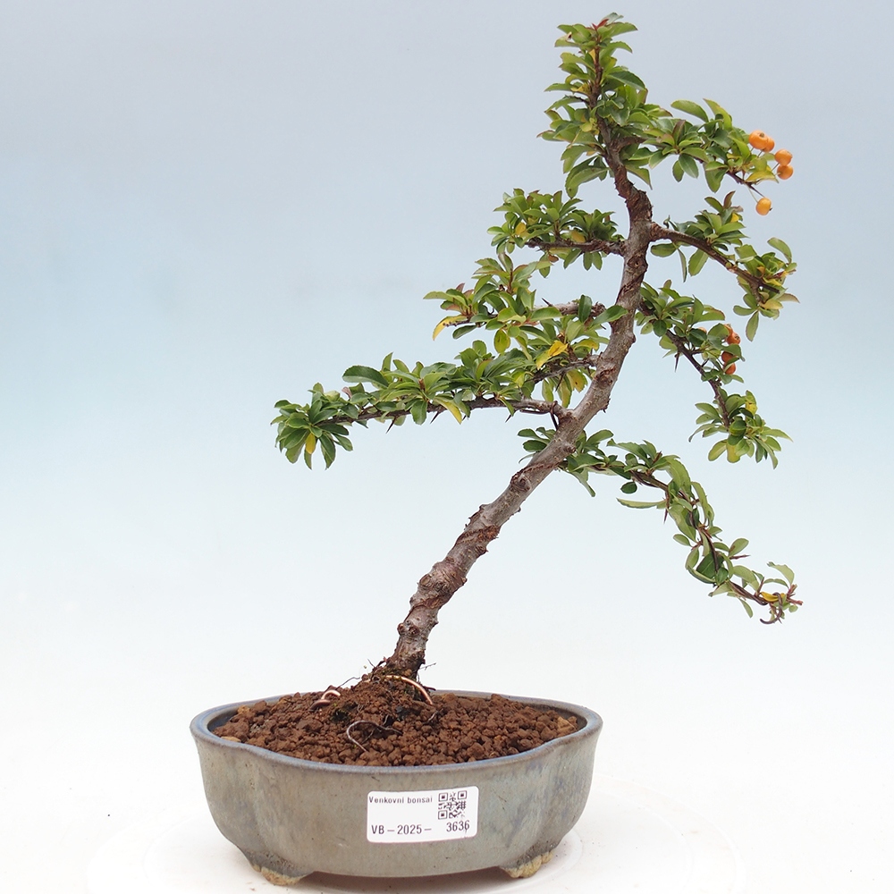 Bonsai-Pyracantha Teton voor buiten -Hlox