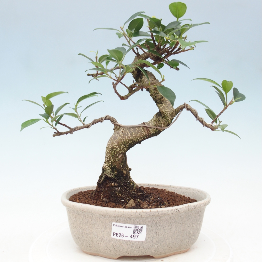 Kamerbonsai - Ficus retusa - kleinbladige ficus