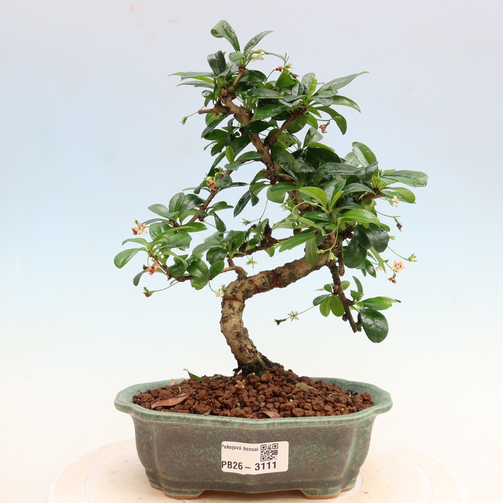 Kamerbonsai - Carmona macrophylla - Thee fuki